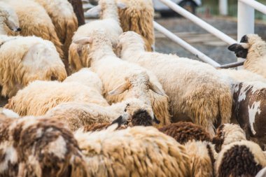 Tayland 'da koyun sürüsü.