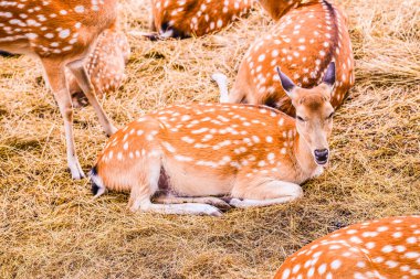 Benekli geyik portresi, Tayland.