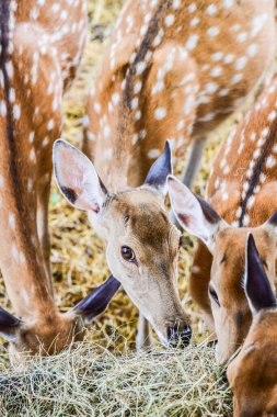 Benekli geyiğin yüzü, Tayland.