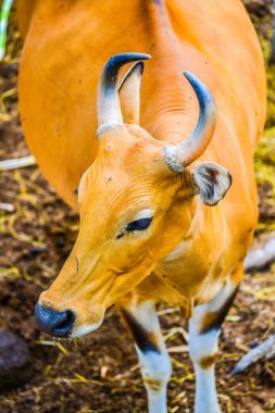 Banteng, Tayland Portresi.