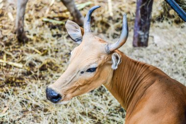 Banteng, Tayland Portresi.