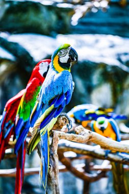 Tayland 'da Macaw kuşu.