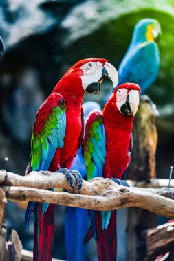 Tayland 'da Macaw kuşu.