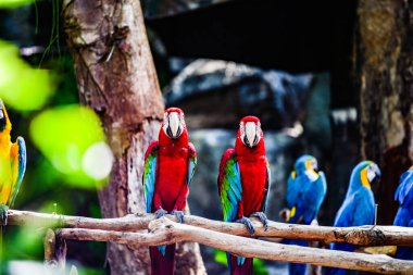 Tayland 'da Macaw kuşu.