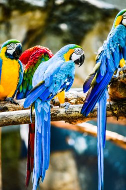 Tayland 'da Macaw kuşu.