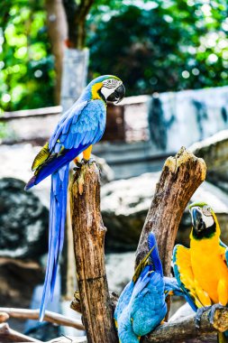 Tayland 'da Macaw kuşu.