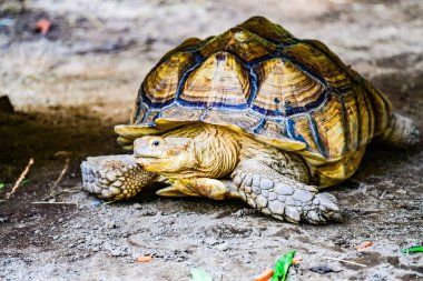 Tayland 'da Sulcata Kaplumbağası.