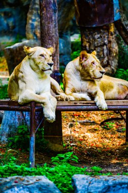 Aslan portresi, Tayland.