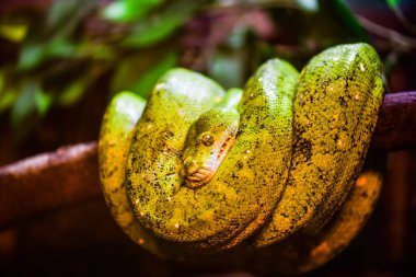 Green tree python on tree, Thailand.