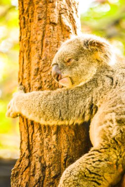 Koala ağaçta, Tayland.