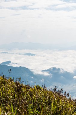 Chiangrai Eyaleti, Tayland 'daki Phu Chi Fa Manzara Noktasında Sis Denizi.