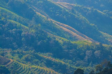 Tayland 'ın Chiangrai eyaletindeki Doi Pha Tang' da Dağ Manzarası.