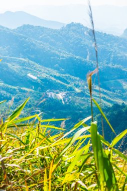 Tayland 'ın Chiangrai eyaletindeki Doi Pha Tang' da Dağ Manzarası.