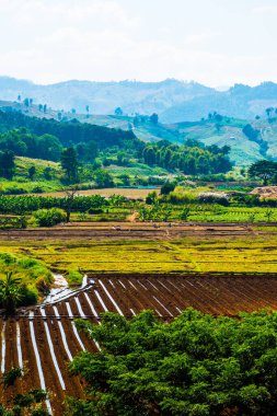 Tayland pirinç tarlasının en üst manzarası..