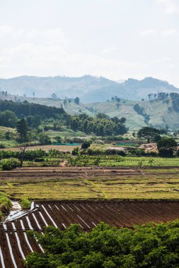 Tayland pirinç tarlasının en üst manzarası..