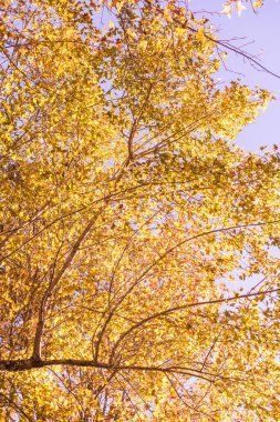 Tayland 'da, dağda akçaağaç.