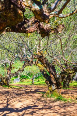 Angkhang, Tayland Kraliyet Tarım İstasyonunda Japon Kayısı Ağaçları.