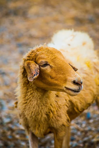 Портрет Овцы Таиланд — стоковое фото