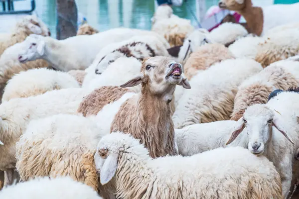 Group Sheeps Thailand — Stock Photo, Image