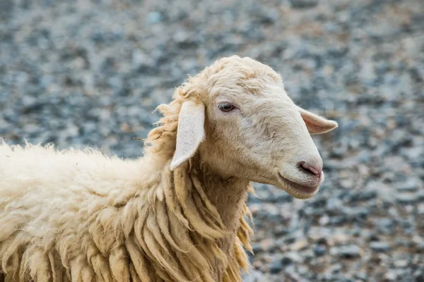 Portret Owiec Tajlandia — Zdjęcie stockowe