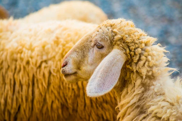 Gesicht Der Schafe Thailand — Stockfoto