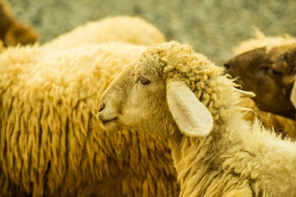 Gesicht Der Schafe Thailand — Stockfoto