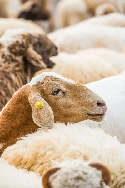 Face Sheep Thailand — Stock Photo, Image