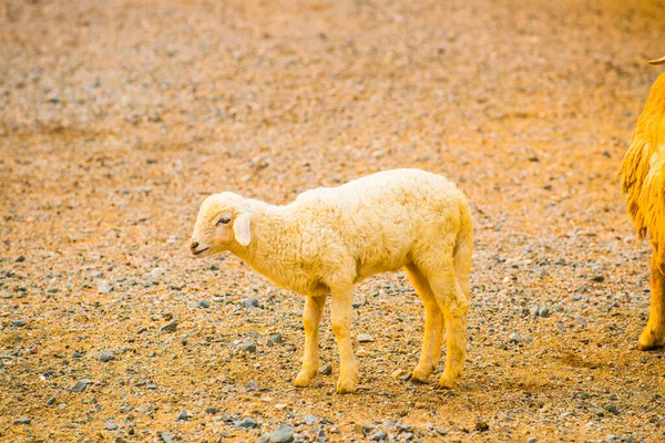Porträt Junger Schafe Thailand — Stockfoto