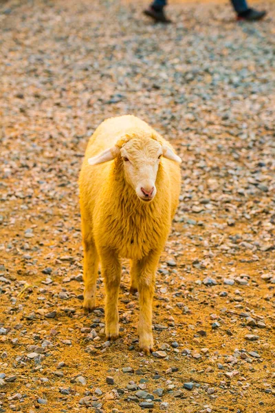 Портрет Молодой Овцы Таиланд — стоковое фото