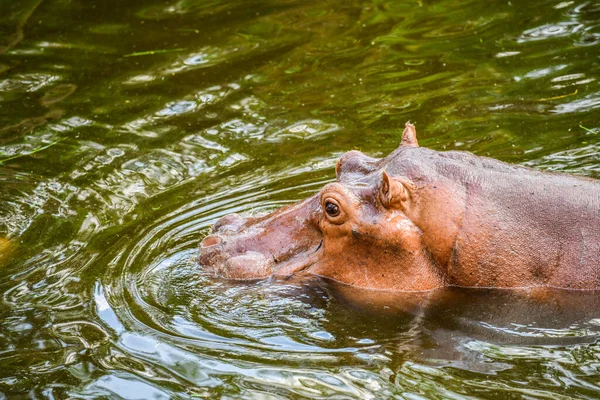Flodhäst Vattnet Thailand — Stockfoto