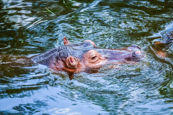 Hipopótamo Agua Tailandia — Foto de Stock