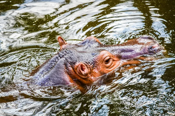 Flodhäst Vattnet Thailand — Stockfoto