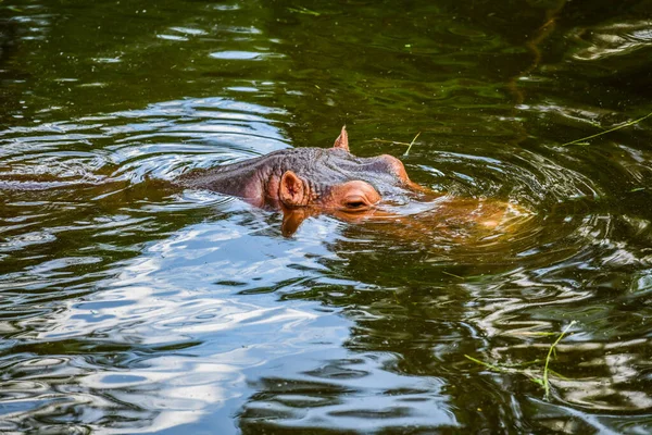 Hipopótamo Agua Tailandia —  Fotos de Stock
