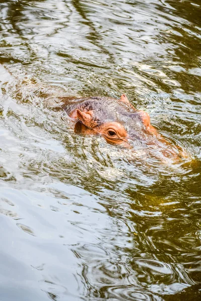 Hippopótamo Água Tailândia — Fotografia de Stock