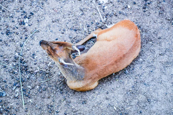 Deer Ground Thailand — Stock Photo, Image