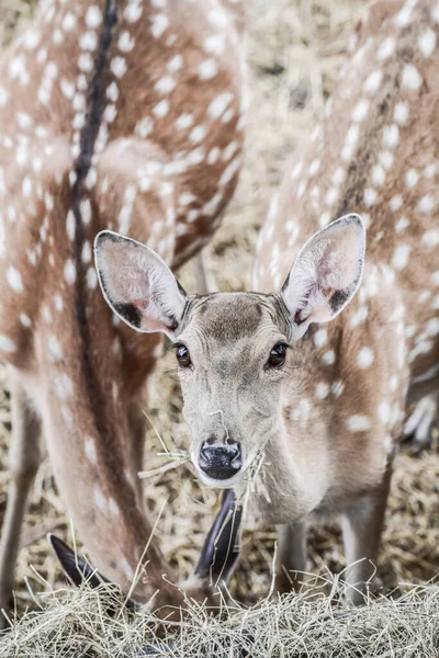 Face of spotted deer, Thailand.