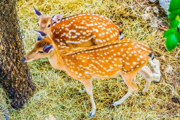 Portrait Spotted Deer Thailand — Stock Photo, Image