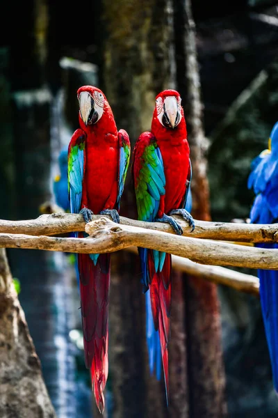 Macaw Bird Thai Thailand — Stock fotografie
