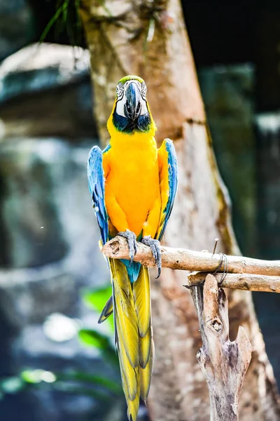 Macaw Fågel Thailändska Thailand — Stockfoto