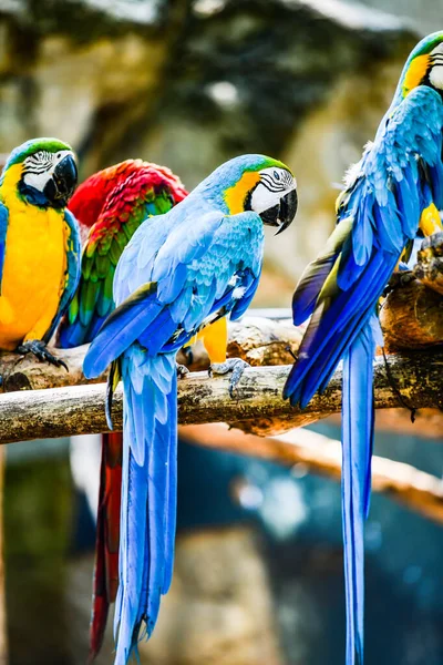 Macaw Bird Thai Tailândia — Fotografia de Stock