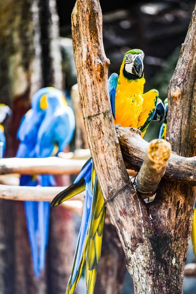 Oiseau Aras Thaïlande — Photo
