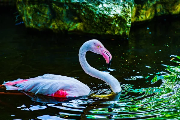 Flamingos Auf Dem Wasser Thailand — Stockfoto