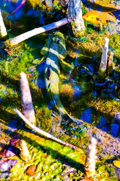 带红树林的旱獭鱼 — 图库照片