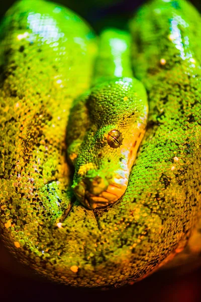비단뱀 — 스톡 사진