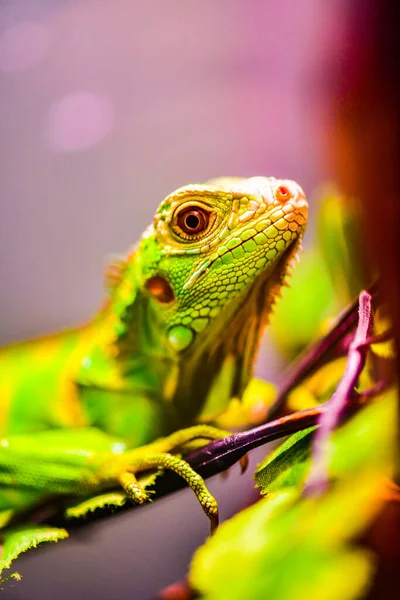 Iguana Verde Sull Albero Thailandia — Foto Stock