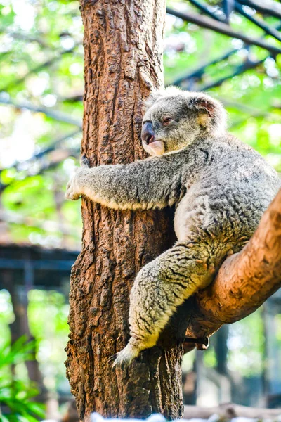 Koala Ağaçta Tayland — Stok fotoğraf