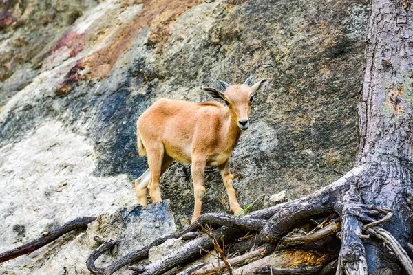 Barbary Owca Górze Tajlandia — Zdjęcie stockowe