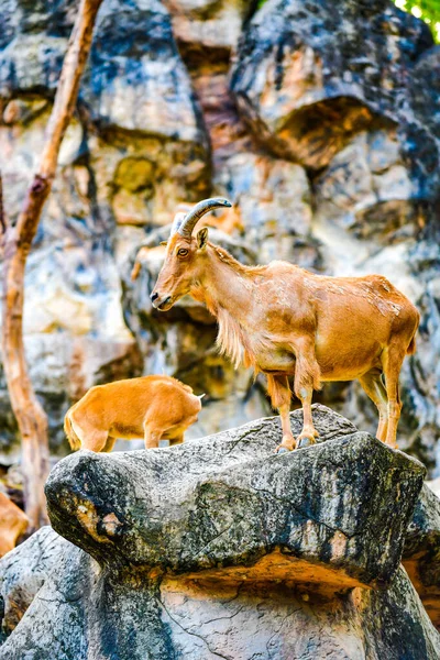 stock image Barbary sheep on mountain, Thailand.