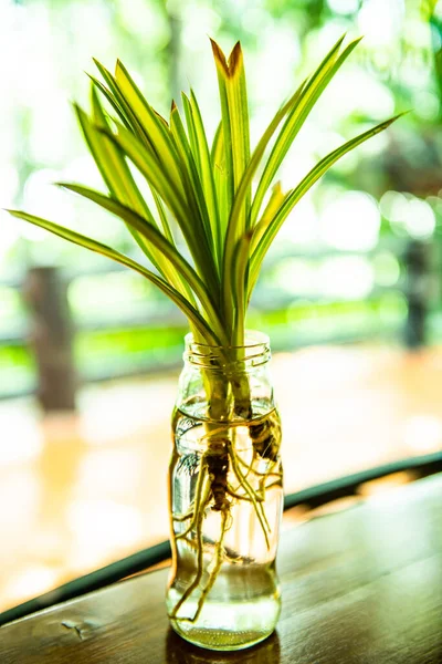 Маленькое Растение Бутылке Таиланд — стоковое фото