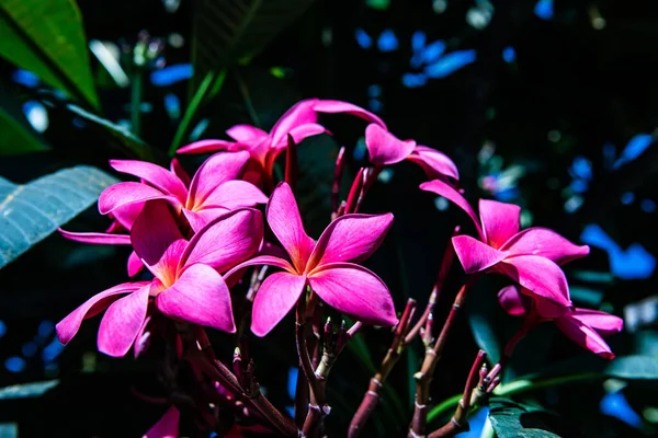葉を持つフランジパニの花 — ストック写真